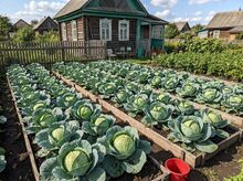 Память: рекордный урожай капусты.
